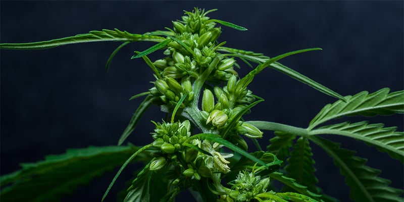Gerir hermafroditas sem entrar em pânico Gerir hermafroditas sem entrar em pânico