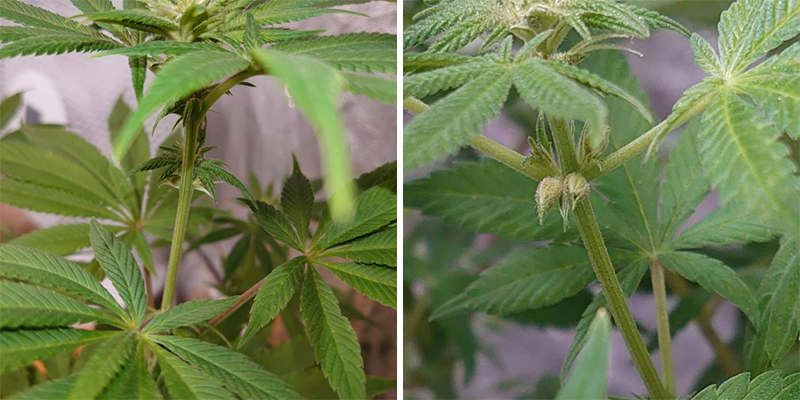 Primeiros sinais de uma planta hermafrodita Primeiros sinais de uma planta hermafrodita