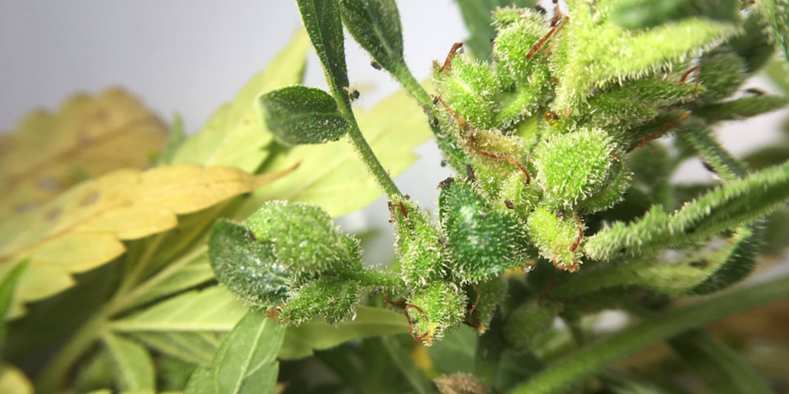 Ainda podes usar flores de canábis afetadas por pulgões? Ainda podes usar flores de canábis afetadas por pulgões?
