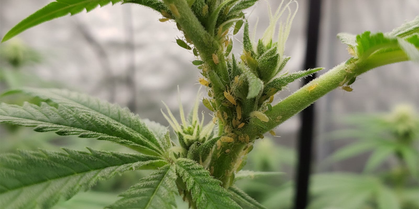 Como eliminar pulgões das plantas de canábis Como eliminar pulgões das plantas de canábis