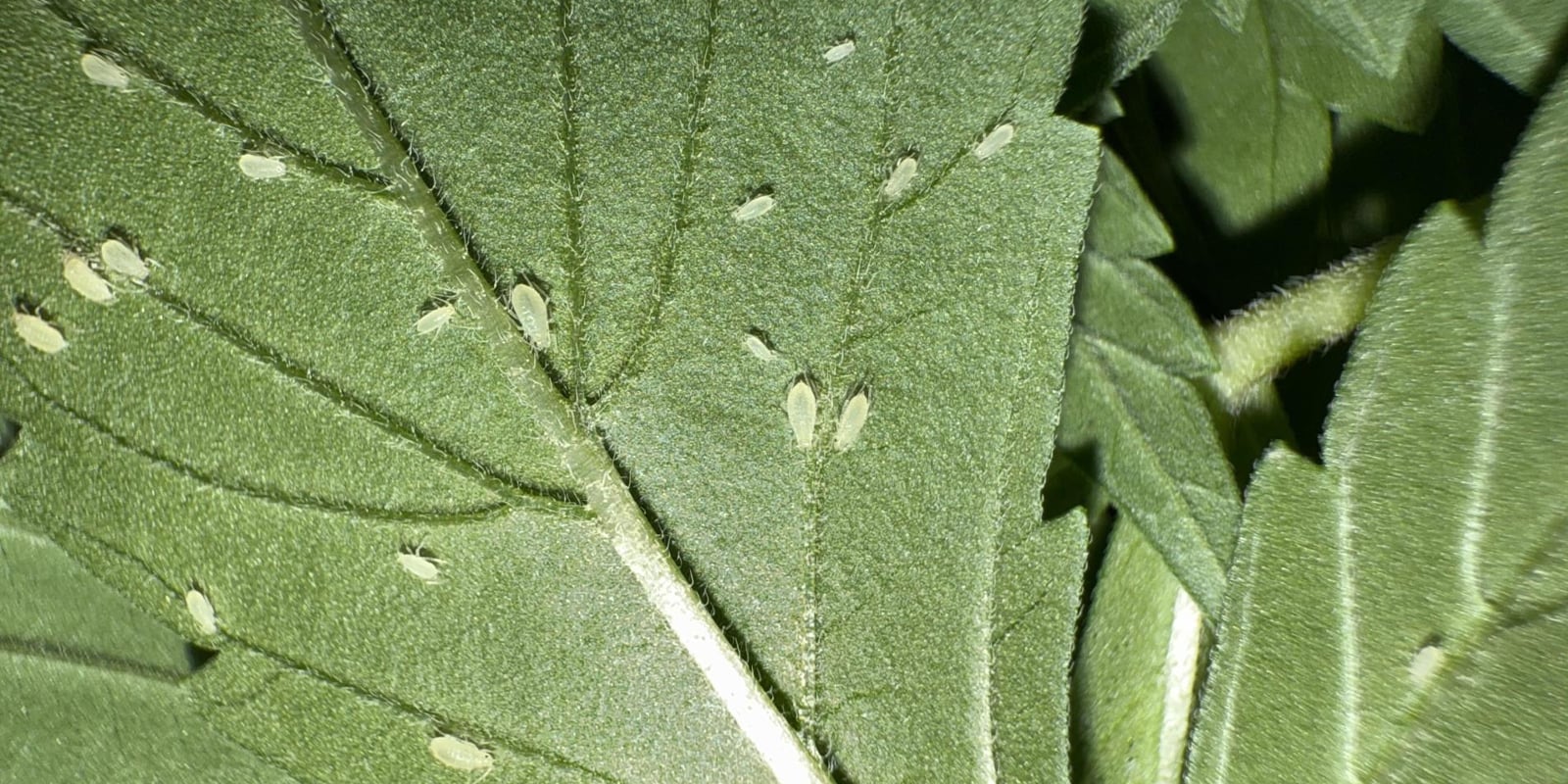 Como identificar pulgões em plantas de canábis Como identificar pulgões em plantas de canábis