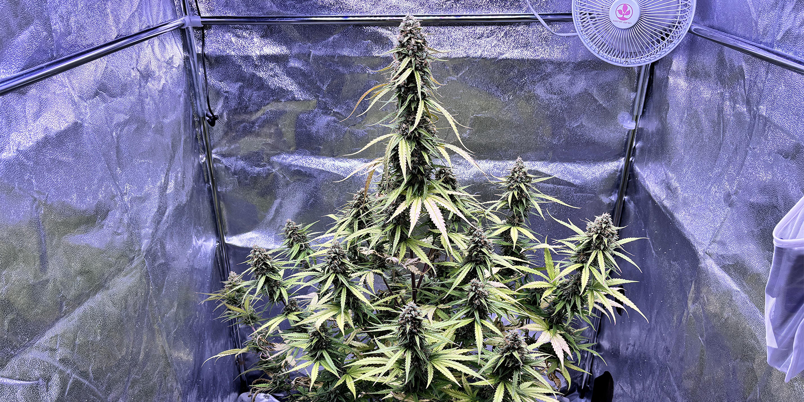 Como prevenir pulgões nas plantas de canábis Como prevenir pulgões nas plantas de canábis