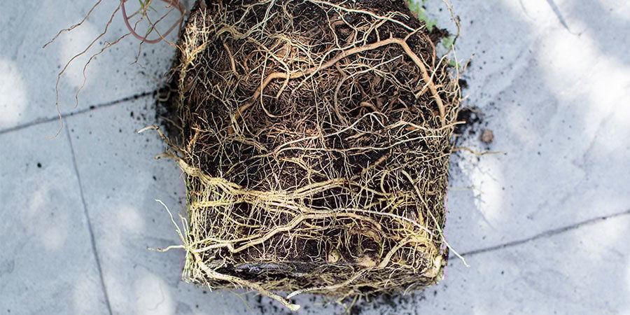 Como identificar plantas de canábis com raízes presas