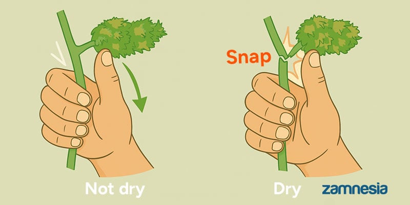 Como saber se as flores estão secas e prontas para a cura?