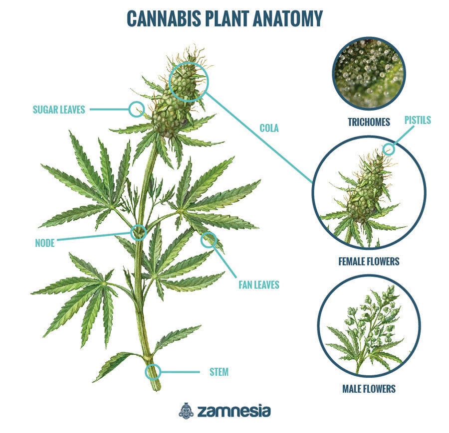 Anatomia da canábis