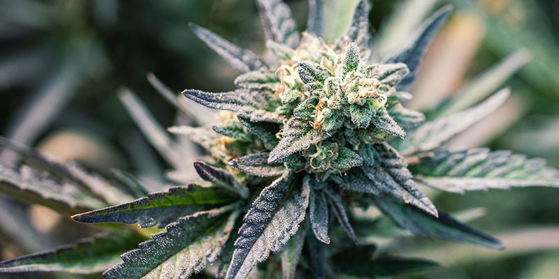 Posso usar qualquer variedade para fazer cápsulas de cannabis?