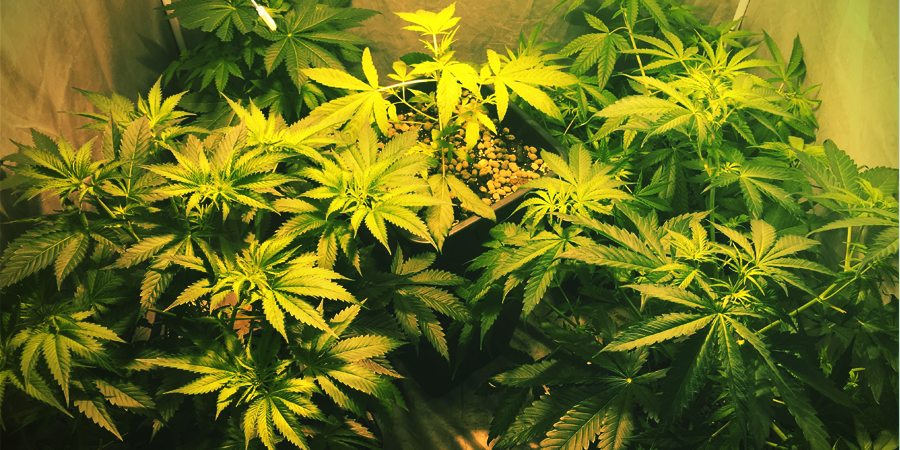 Cultivar OG Kush