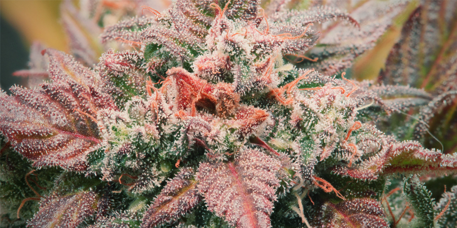 Amnesia Haze: Um clássico intemporal da canábis