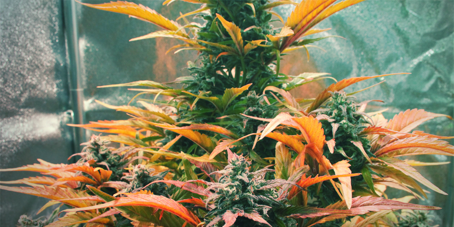 Amnesia Haze: Uma mistura eclética de genéticas de canábis
