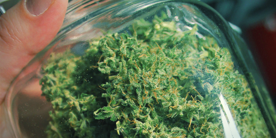 Aroma e Sabor da Amnesia Haze