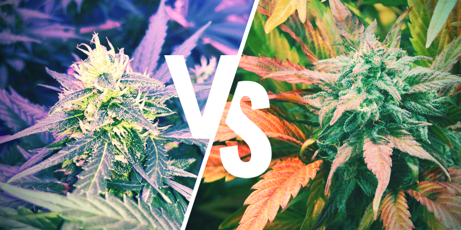 Diferença entre Amnesia e Amnesia Haze