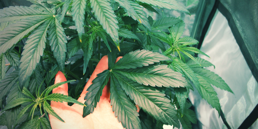 Cultivo de Amnesia Haze