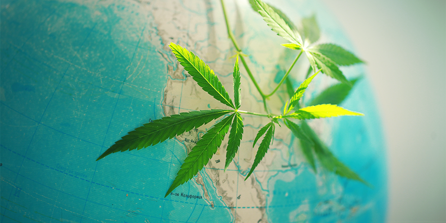História da Amnesia Haze