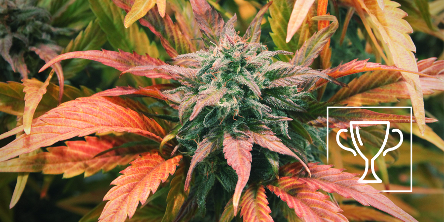 Zamnesia Seeds - Amnesia Haze: Vencedora de vários Cannabis Cup