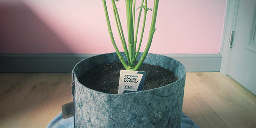 Como cresce a White Widow Feminized?