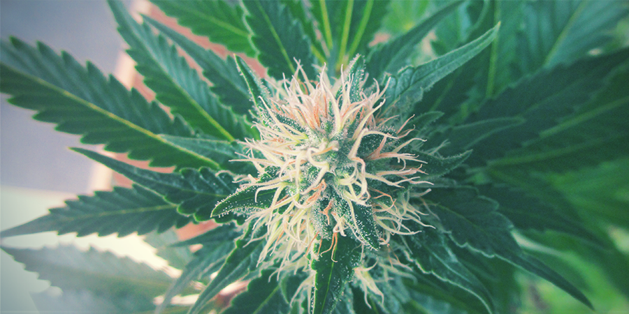 Quão potente é a White Widow Feminizada?