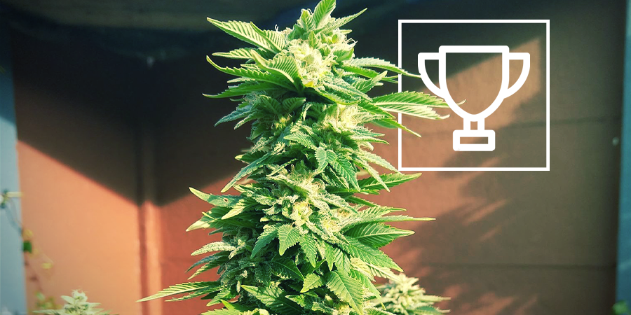 ZAMNESIA SEEDS - WHITE WIDOW: O CONSAGRADO 'REI DOS COFFEESHOPS'