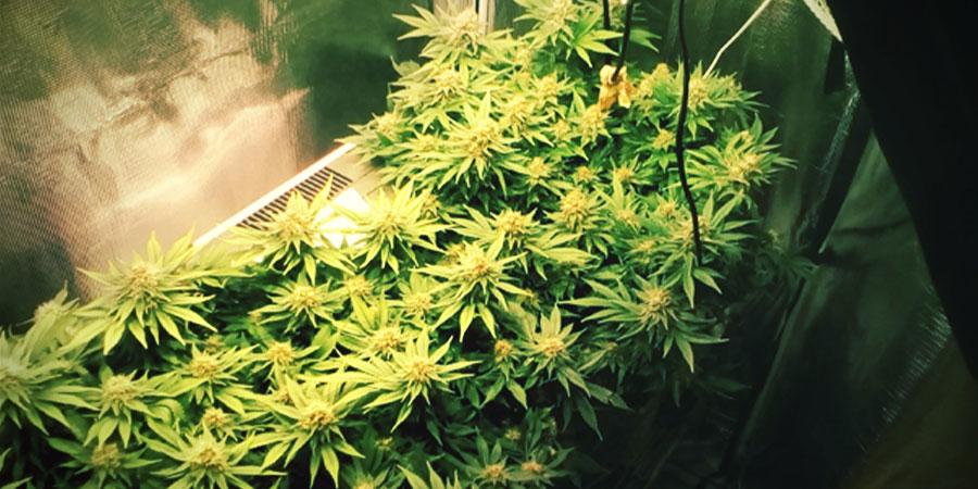 White Widow – Um ícone famoso do cannabis