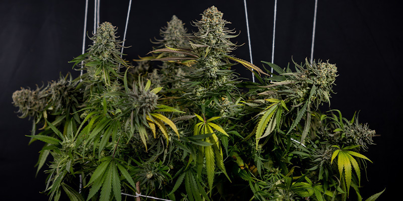 Karen Kush Fotoperiódica