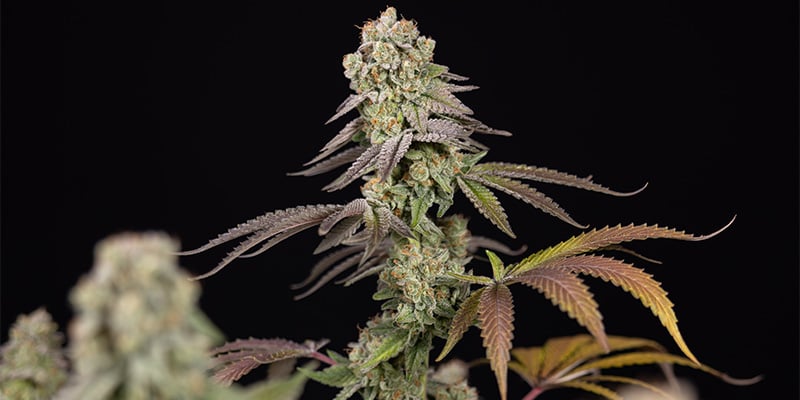 LA Kush Cake flor