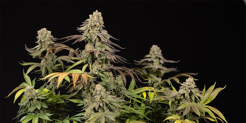 LA Kush Cake planta