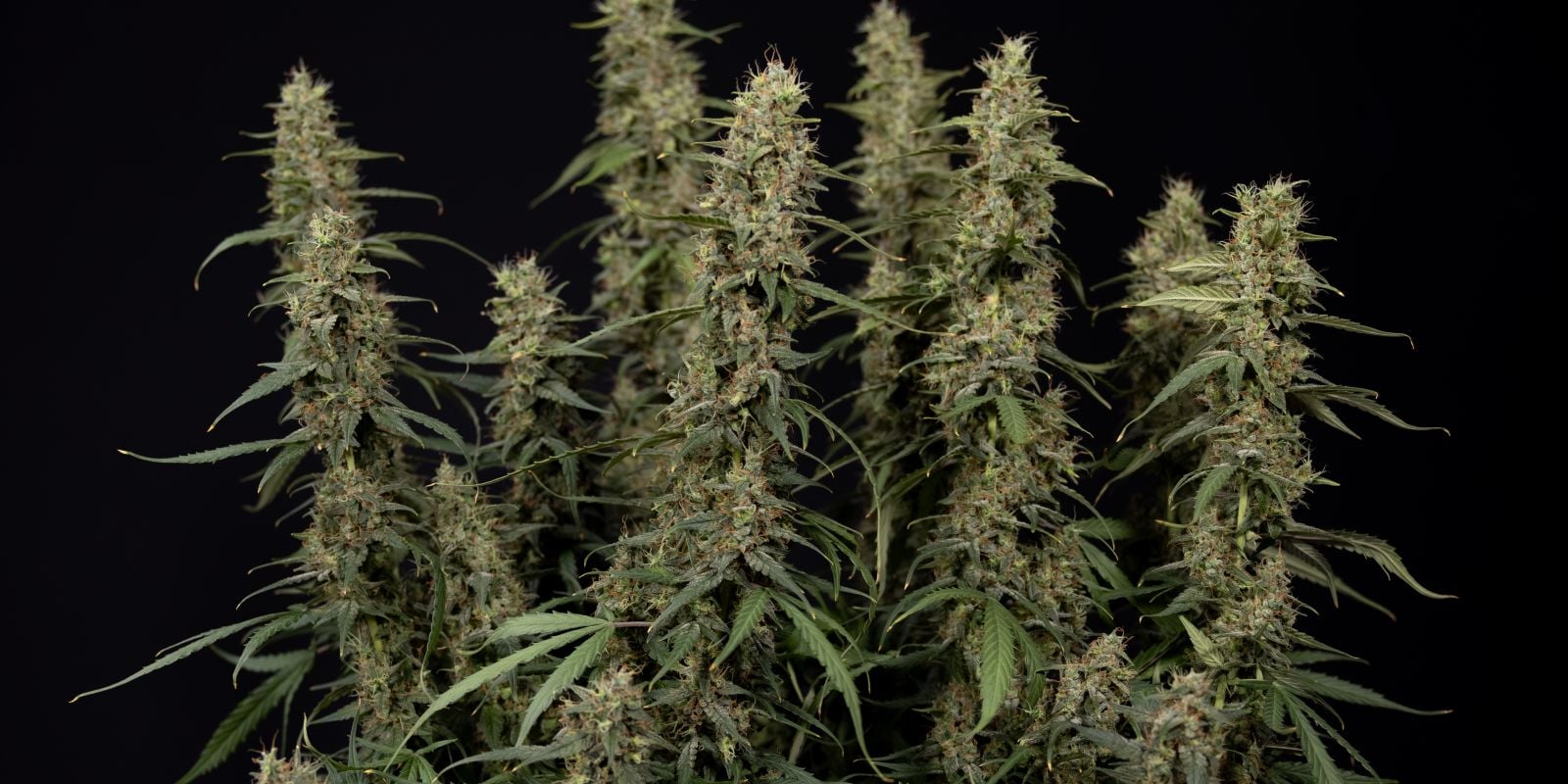 King Louis Auto flor
