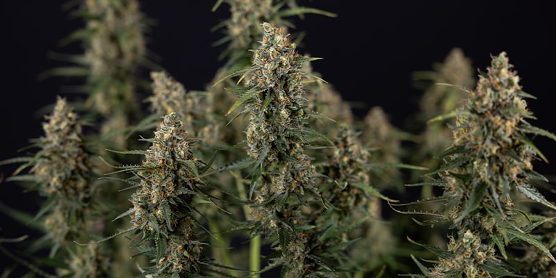 Sticky Beast Autoflower (Zamnesia Seeds) feminized