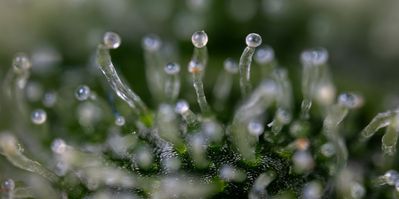Purple Haze Autoflower (Zamnesia Seeds) Feminized