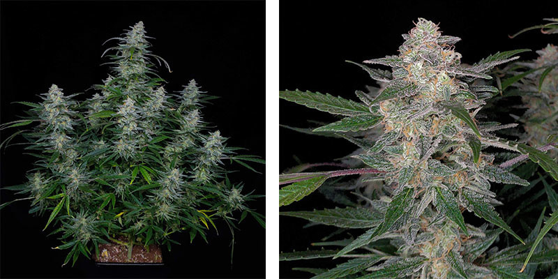 Biscotti Autoflower (Zamnesia Seeds)