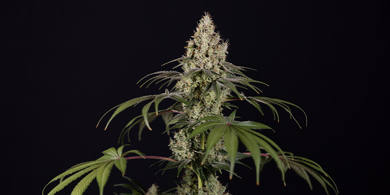 Runtz Autoflower (Zamnesia Seeds) Feminized