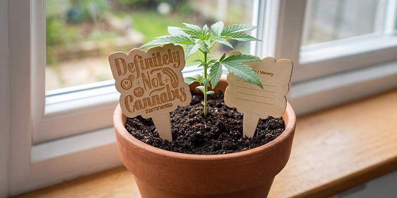 Marcadores de vasos em madeira - Zamnesia: Identifique o seu cultivo com estilo