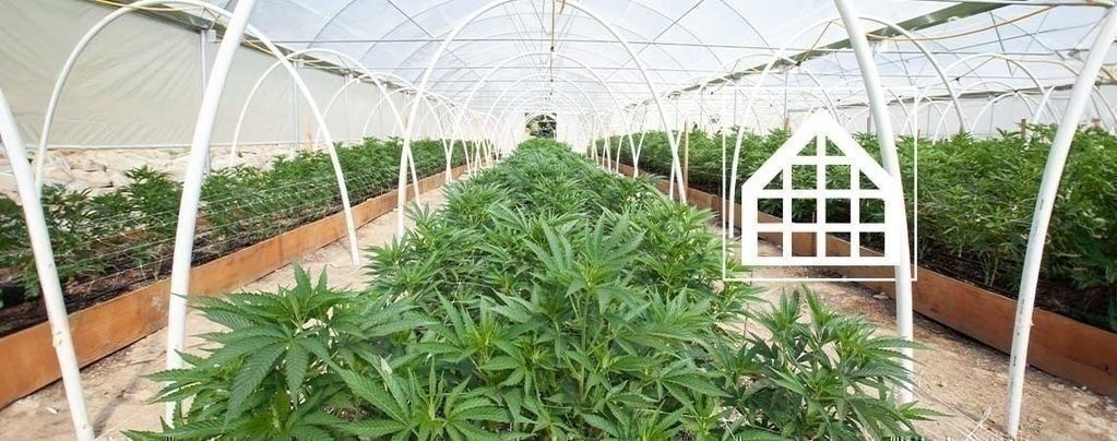 Porque deve cultivar canábis numa estufa ou conservatório