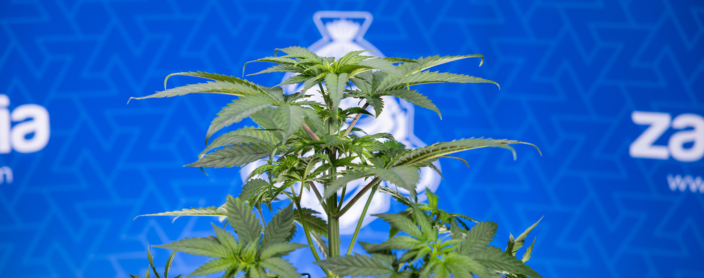 Porque é que as folhas da minha cannabis estão a enrolar para baixo?