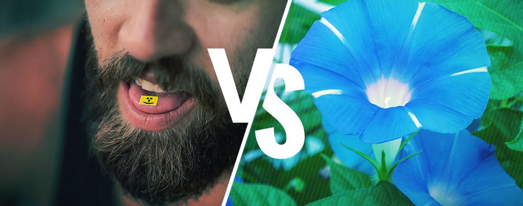 LSD vs. LSA – qual é a diferença