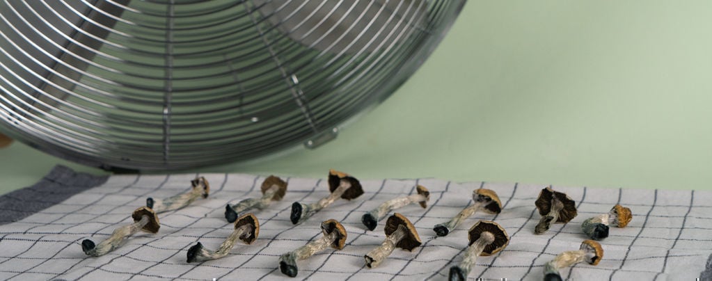 Como secar cogumelos mágicos