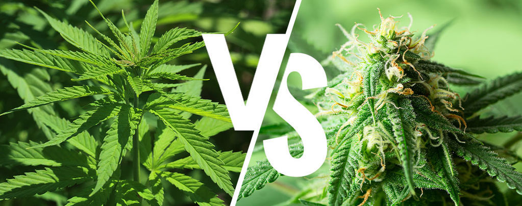 Indica vs sativa: Ainda faz diferença em 2026?