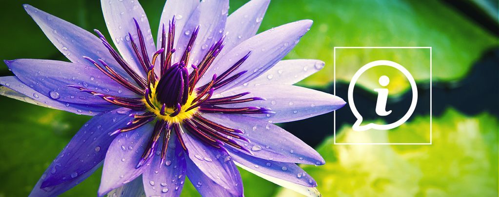 O que é o blue lotus?