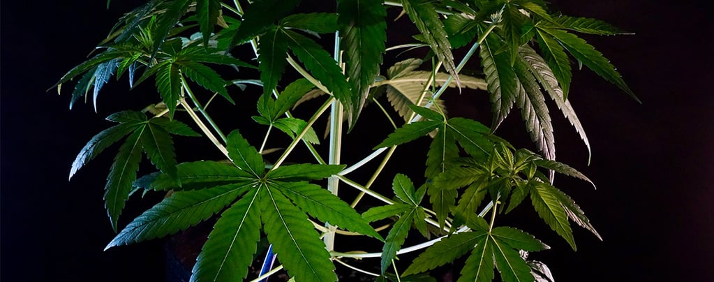 O que é a cannabis indica?
