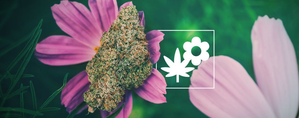 Como cultivar melhor canábis com plantas companheiras