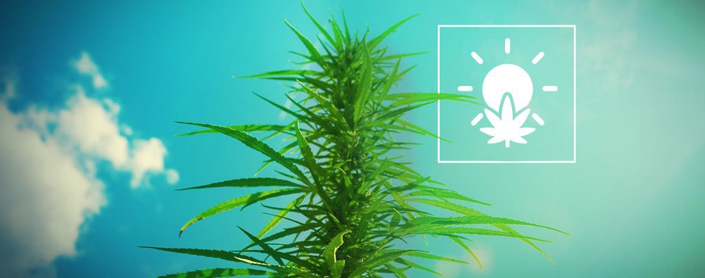 Como cultivar canábis ao ar livre