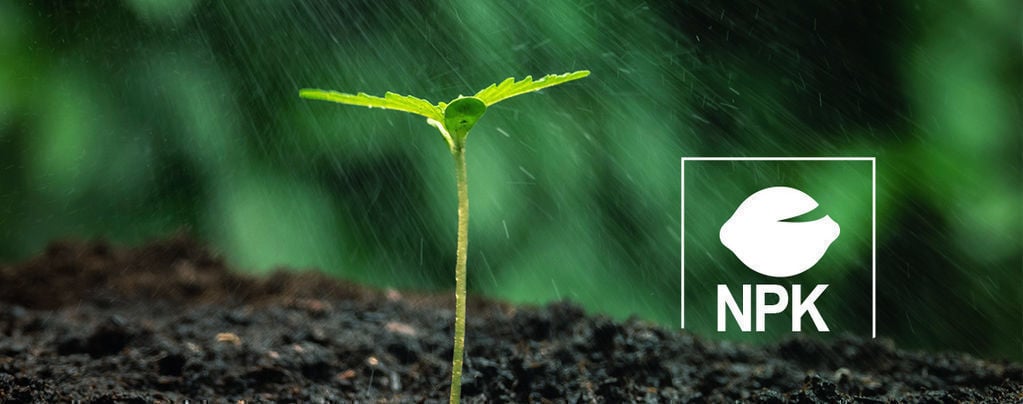 Como alimentar as plantas de canábis com nutrientes