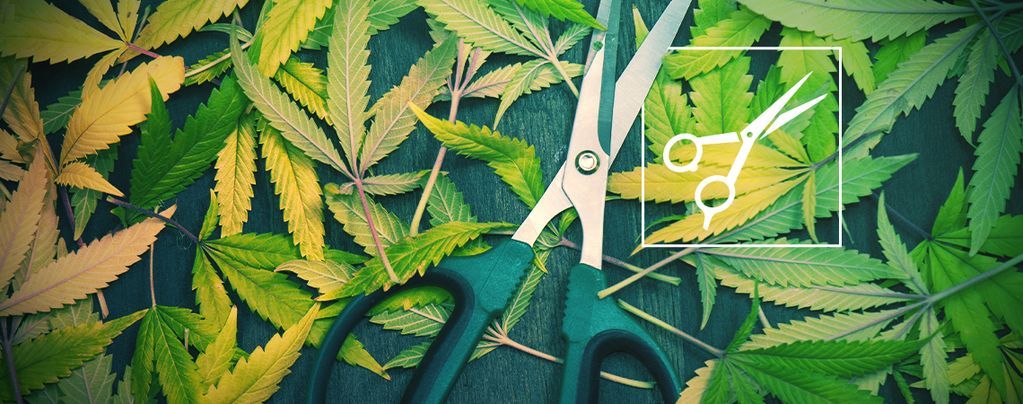 Poda: tudo o que precisa de saber