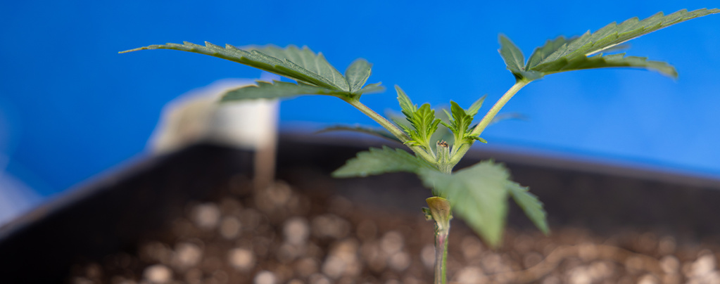 Topping na canábis: tudo o que precisa de saber