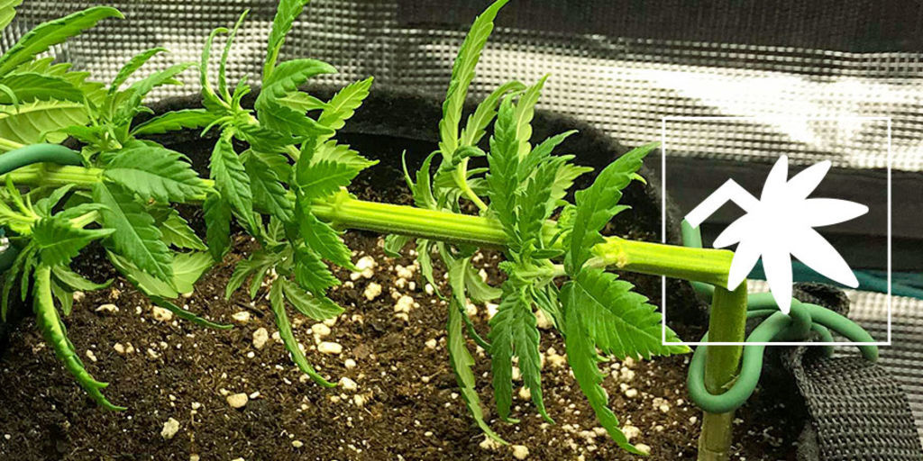 Super cropping de canábis: tudo o que precisa de saber