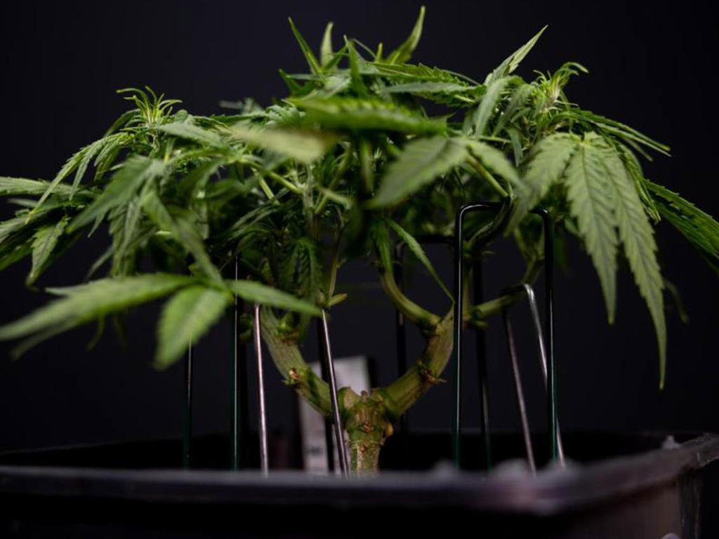 Como e quando treinar plantas de canábis com técnicas de baixo stress