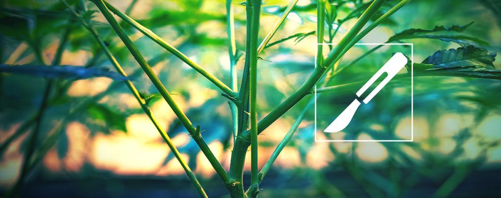 Guia para dividir caules de canábis