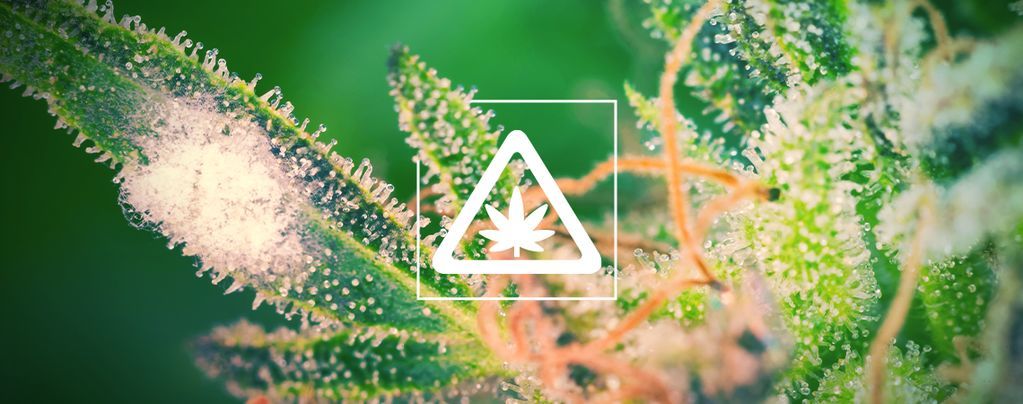 Problemas comuns no cultivo de canábis