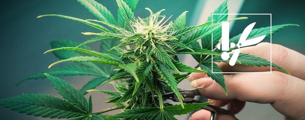 Técnicas e dicas para a poda de canábis