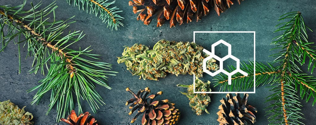 Tudo o que precisa de saber sobre terpenos