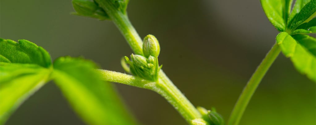 Porque é importante identificar o género das suas plantas de canábis